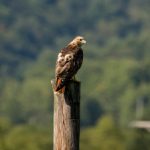 乐虎国际PT手机客户端下载:畅享无缝游戏体验的最佳选择 cxua959